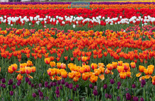 istock Rows of Tulips With Bench 1188793967