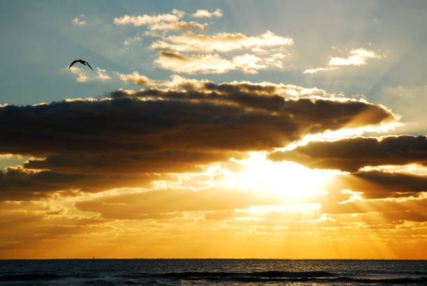 istock A lone gull flies in front of a beautiful sunrise 1188793974