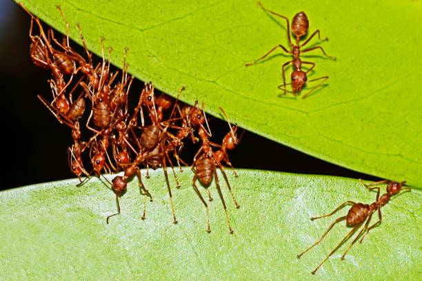 istock Ants stretching legs , biting leaf , building nest. 1188796222