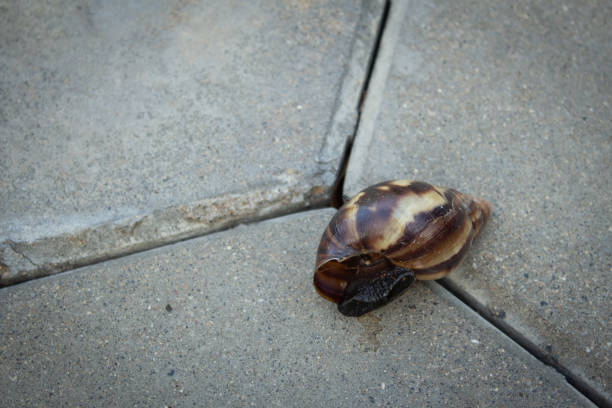 istock A dead snail lying on the concrete tile floor near a park 1188800245