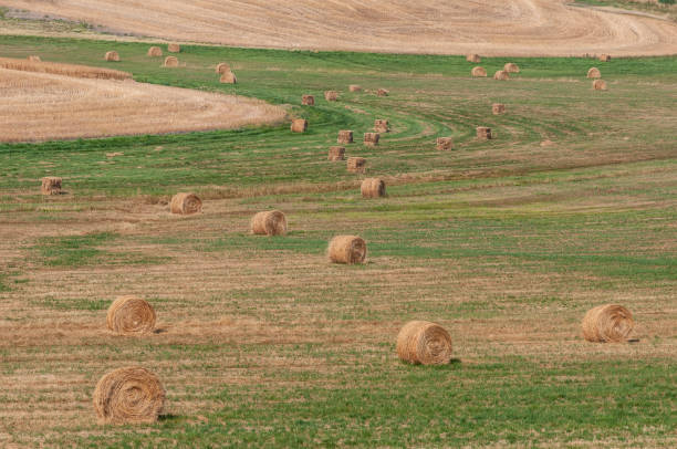 istock Hay Bales in Field 1188803703