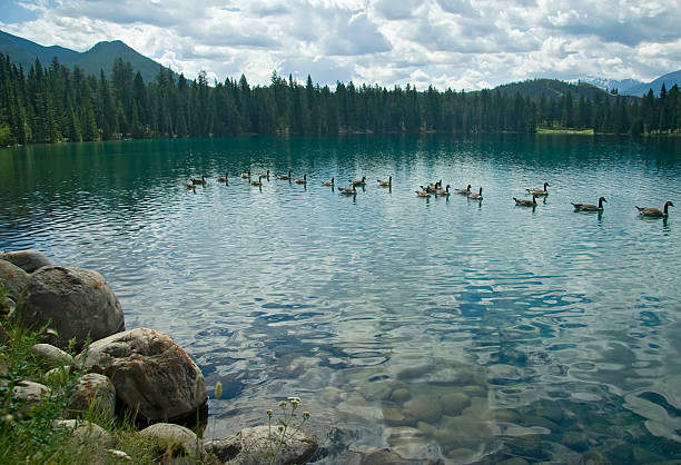 istock Lac Beauvert, Jasper National Park 118880535