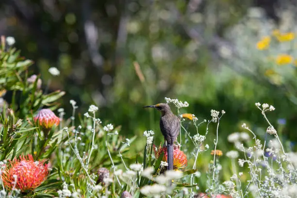 Cape Sugar bird, male,  Promerops cafer, looking left and sitting on  orange blooms of Pincushion Fynbos, with blurred background. South Africa