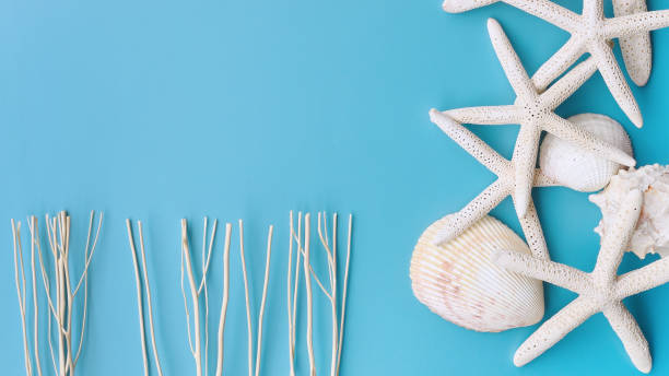 istock Summer concept. Starfish and seashells 1188806078