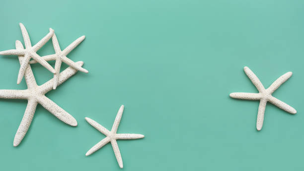 istock close up of starfish 1188806081