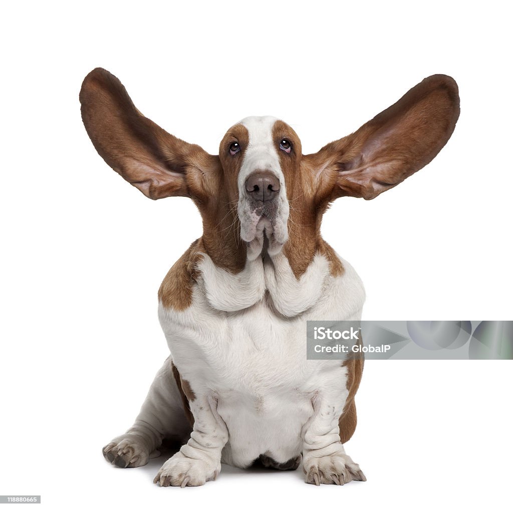 Front view of Basset Hound with ears up  Basset Hound Stock Photo