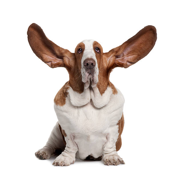 Front view of Basset Hound with ears up  animal ear stock pictures, royalty-free photos & images