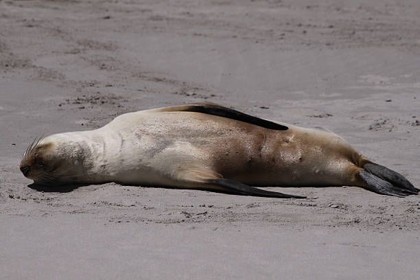 istock Australian Sea Lion (Neophoca cinerea) 118880676