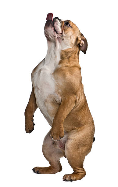 istock English bulldog standing on hind legs and panting 118880854
