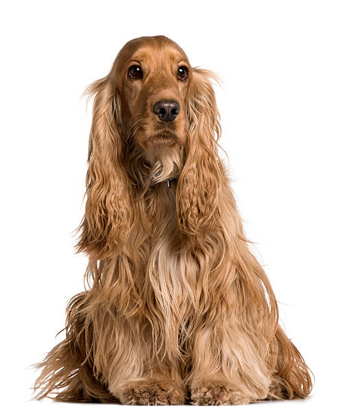 istock Cocker Spaniel sitting and looking away against white background 118881032