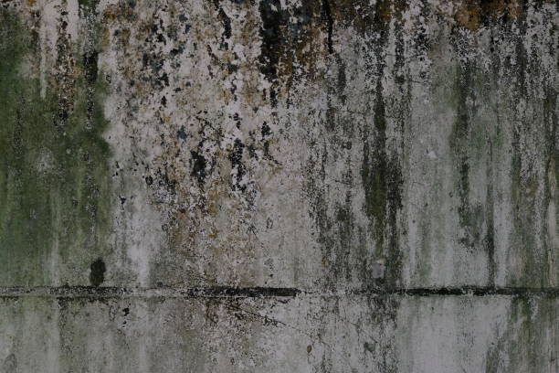 istock Dirty cement wall from moss and fungi 1188814511