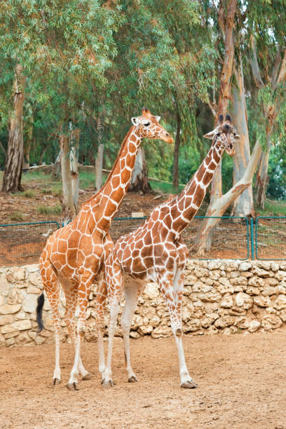 istock two giraffes on a background of trees 1188814665