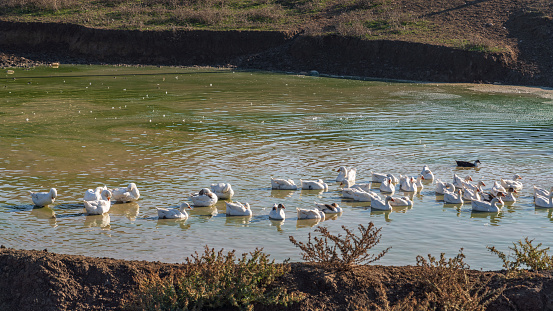 Flock of geese in a pond