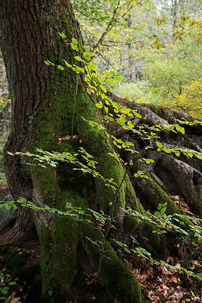 Floresta de outono trunk - fotografia de stock