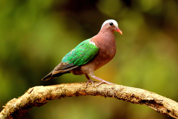 istock Emerald Dove, Chalcophaps indica ,Ganeshgudi, Karnataka, India 1188817741