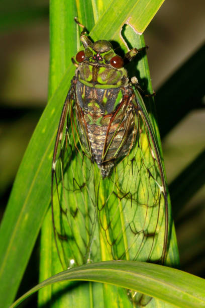 istock Cicada, Purana tigrina, Coorg, Karnataka,India 1188817743