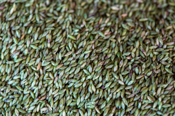 istock Close up of grass seed. Purple guinea grass seed, wallpaper, design element background 1188817820