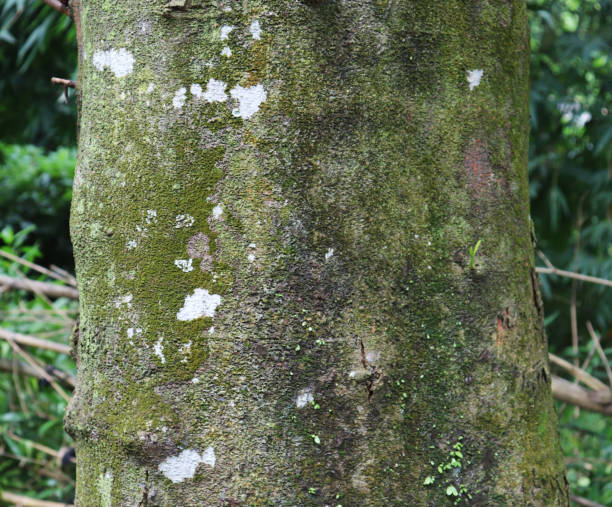 istock Tree bark texture. The body of the tree 1188818025