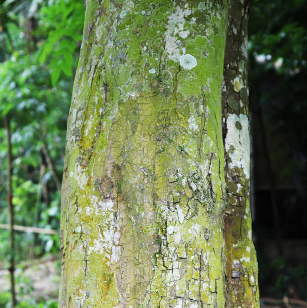 istock Tree bark texture. The body of the tree 1188818189