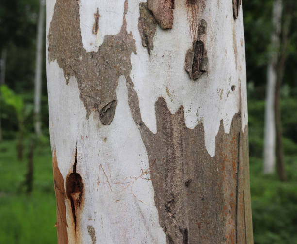 istock Eucalyptus tree.The body of the tree 1188818293
