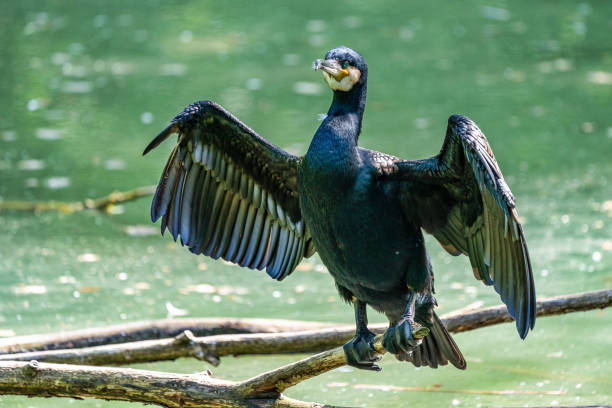 istock The great cormorant, Phalacrocorax carbo sitting on a branch 1188818419