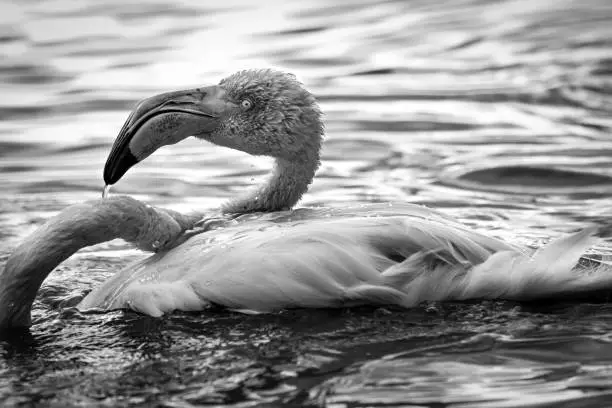 Photo of Flamingo in water