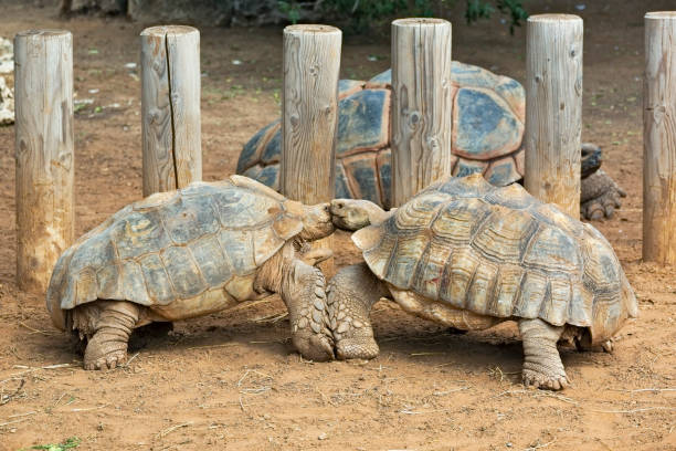 istock love games of  turtles 1188819215
