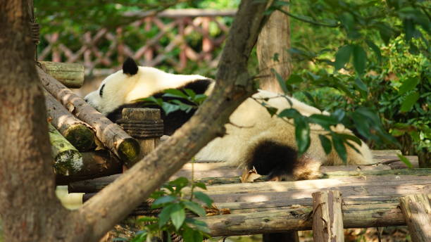 istock Cute giant panda resting in the park. 1188819228