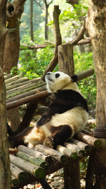 istock Cute giant panda resting in the park. 1188819423
