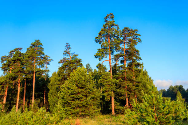 istock View of a green coniferous forest at summer 1188819497