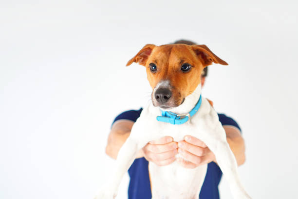 istock Pet owner holding his Jack Russell Terrier dog 1188820342