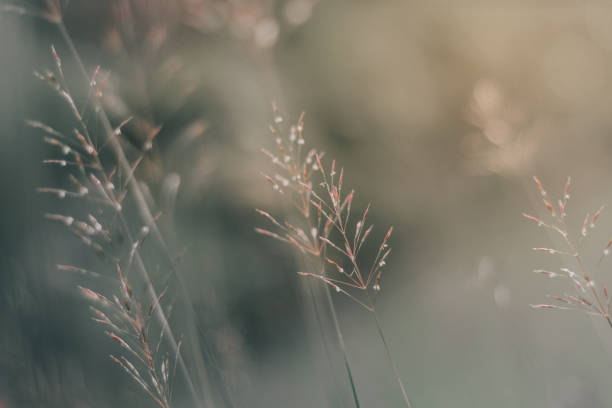 istock Grass flower photos Taken with backlight. 1188820376