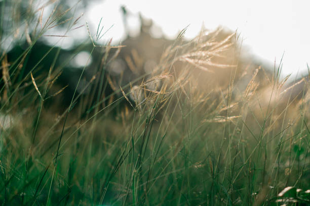 istock Grass flower photos Taken with backlight. 1188820393