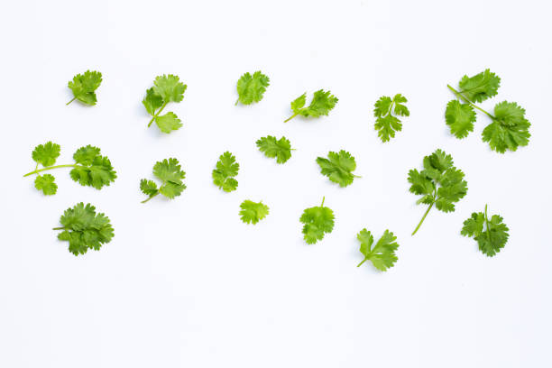 istock Fresh coriander leaves on white. 1188820626
