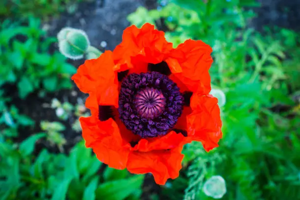 Red poppies in the garden. Selective focus.