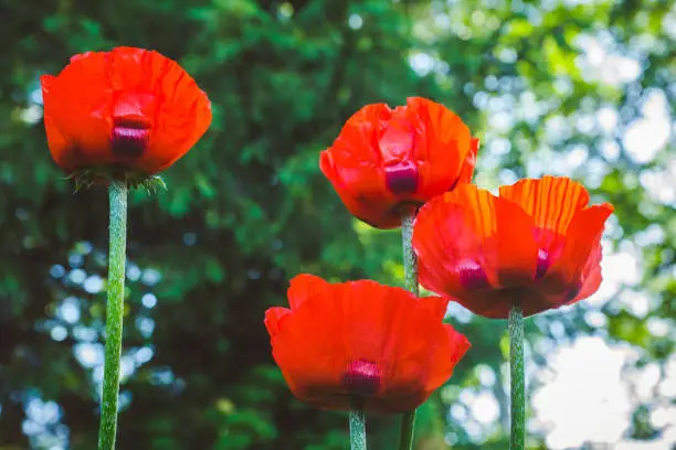 Red poppies in the garden. Selective focus.