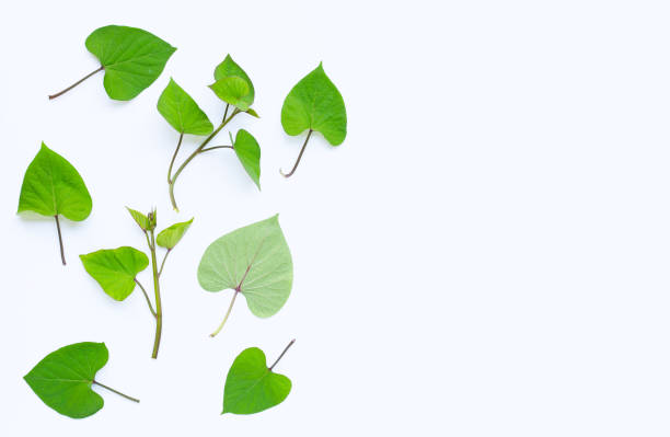 istock Japanese sweet potato leaves on white 1188820966