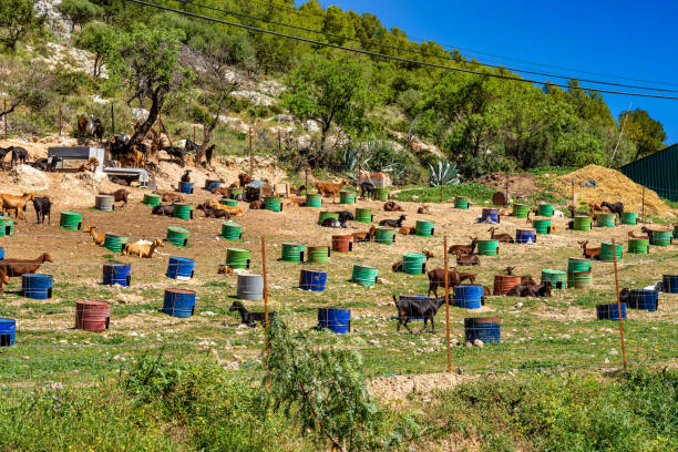 capre vicino ad algodonales in provincia di cadice, andalusia, spagna - kid goat goat milk young animal foto e immagini stock