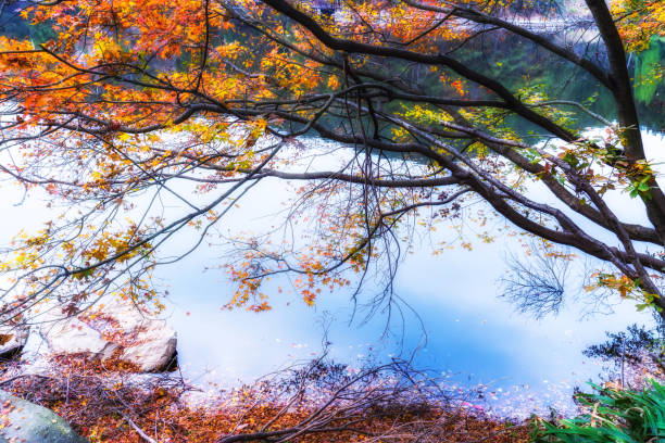 istock Autumn maple leaves in Lushan 1188822944