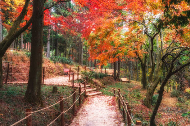 istock Autumn maple leaves in Lushan 1188823265