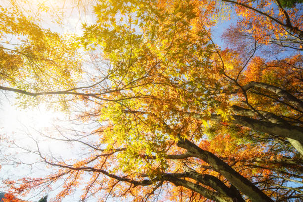 istock Autumn maple leaves in Lushan 1188823677