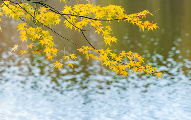 istock Autumn maple leaves in Lushan 1188823679