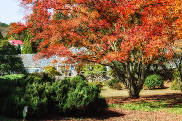 istock Autumn maple leaves in Lushan 1188823707
