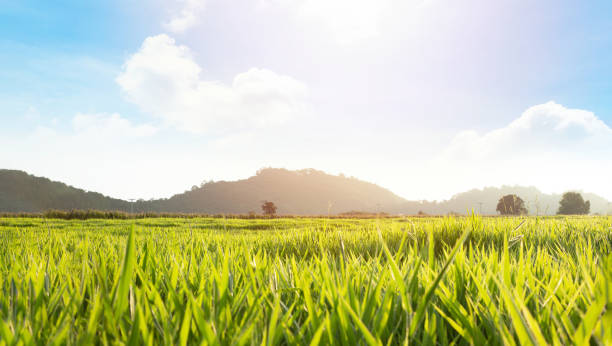istock a beautiful nature in Thailand 1188823718