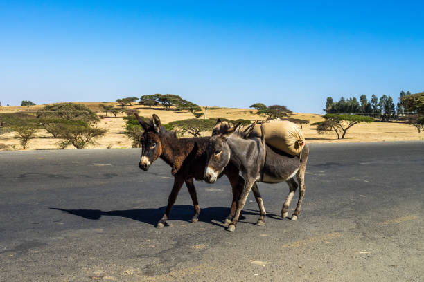 ослы на пути из гондара в горы симьен, эфиопия, африка - animal africa ethiopia mule стоковые фото и изображения