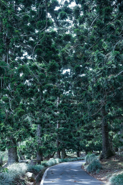 istock Cibodas Botanical Garden 1188824399