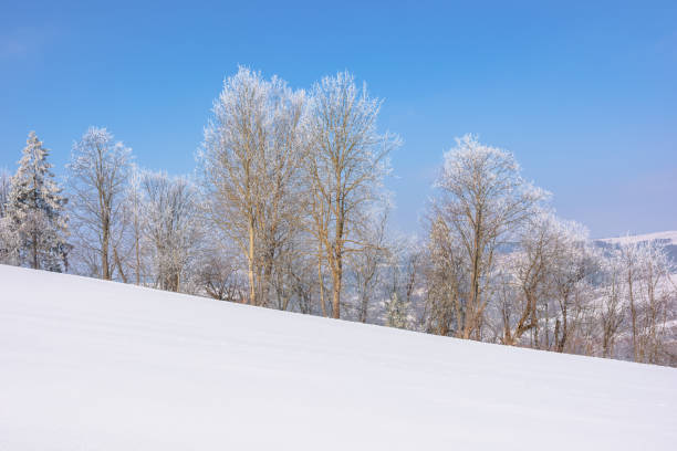 istock trees in hoarfrost on snow covered meadow 1188825000