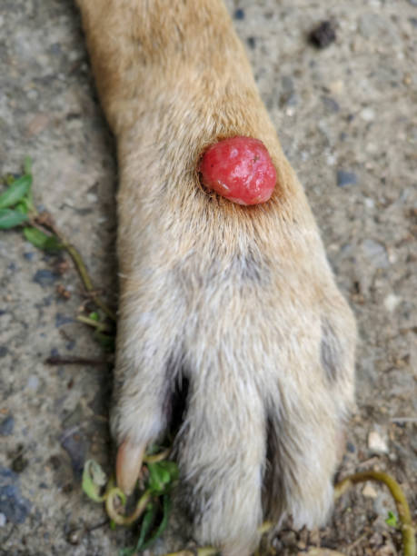 istock Animal and health 1188825264