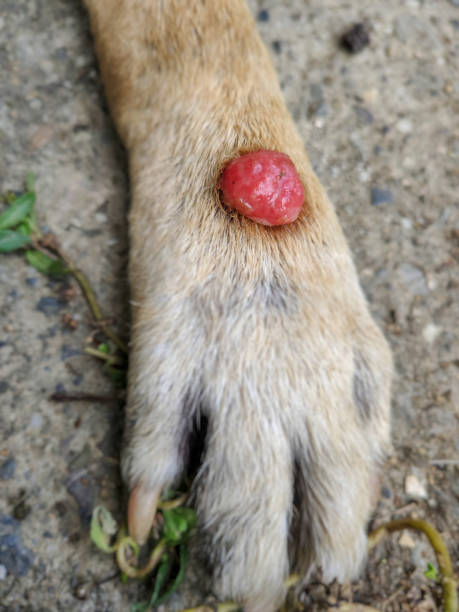Animal and health image of red wounded warts on an old dog front leg stock photo squamous cell carcinoma photos stock pictures, royalty-free photos & images