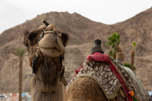 istock Just a camel looking straight into my camera. Israel 1188825822